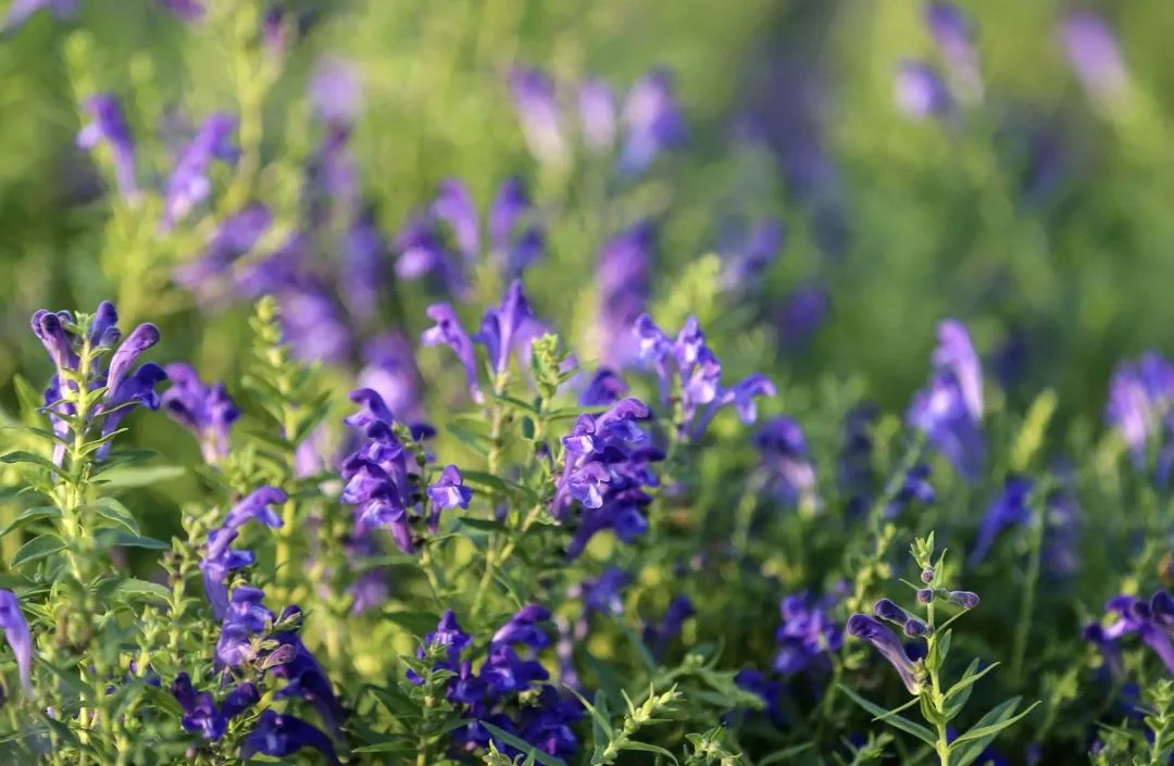 1634347225299458.jpg a12187f62d0b53529333a580b8736661.jpg